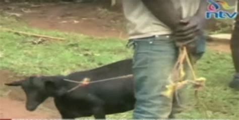 Man Arrested For Beastly Act With Goat In Bungoma Video