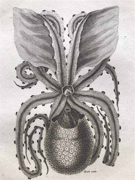 1809 Animal Of The Granulated Or Tuberculated Paper Nautilus Original