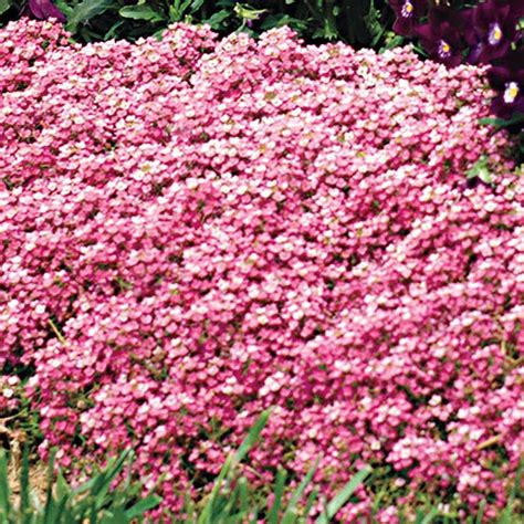 Easter Bonnet Deep Pink Sweet Alyssum Seeds Park Seed