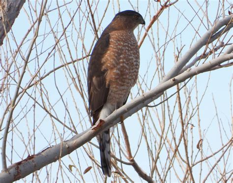 Hawks are widely distributed and vary greatly in size. Hawks? - Help Me Identify a North American Bird - Whatbird ...