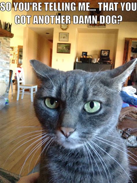 My Very One Grumpy Cat😂😂 Cute Cat Memes Cat Jokes Funny Animal