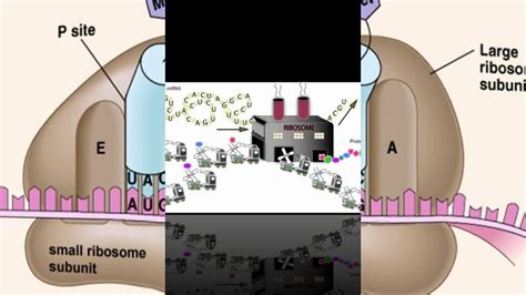 Check spelling or type a new query. OVERVIEW OF CELL (in Tamil) | Molecular biology, Molecular ...