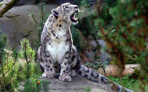 Wallpaper Snow Leopard Screaming Aggression Hd Widescreen High
