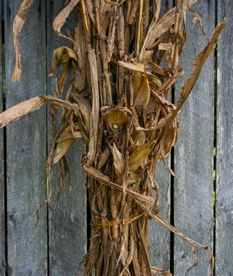 Corn Stalk Bundles The Bitter Socialite