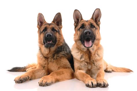 German Shepherd Dog Stock Image Image Of Partner Domestic 12711175