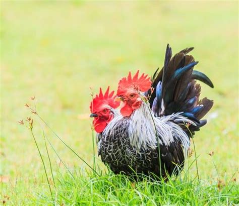 Japanese Bantam Chicken Hatcheries And Breeders — The Featherbrain