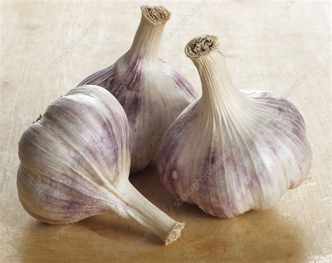 Garlic Bulbs Stock Image H1104499 Science Photo Library