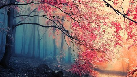 Beautiful Forest Wallpapers Wallpaper Cave