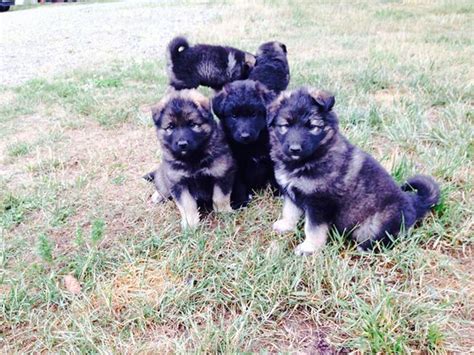 Puppy is sold to the bearing family. Wolf /German Shepherd Puppies for Sale in Juneau, Alaska ...