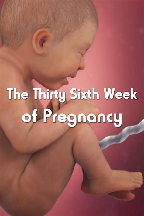 The Thirty Sixth 36 Week Of Pregnancy
