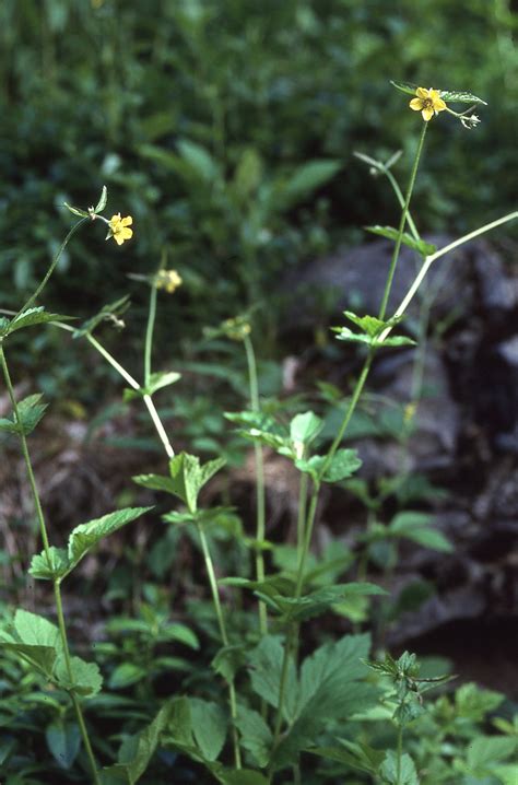 Vascular Plants Of North Carolina