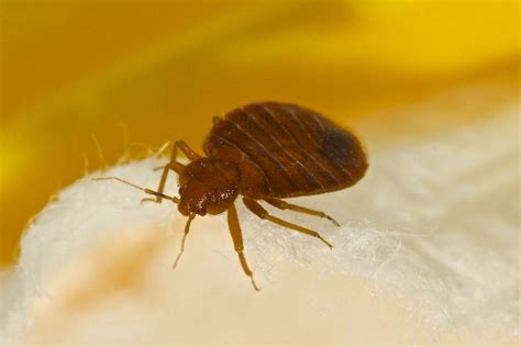 Studies Show Bed Bugs Transmit Deadly Diseases Heres What You Should