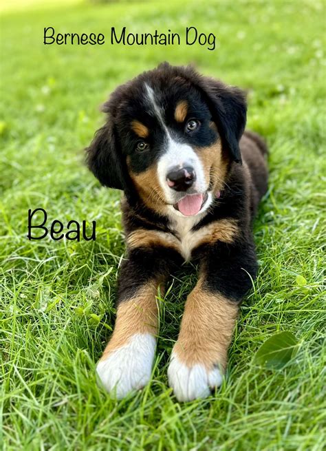 Bernise Mountain Dog Puppies | K-Bar Ranch