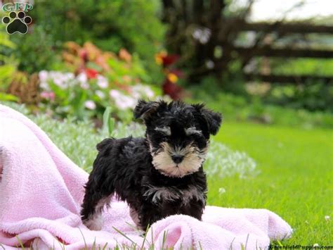 Stay updated about black schnauzer puppies for sale uk. Schnauzer - Miniature Puppies For Sale In PA! | Mini ...