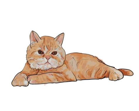 Royalty Free Persian Cat Clip Art Vector Images And Illustrations Istock