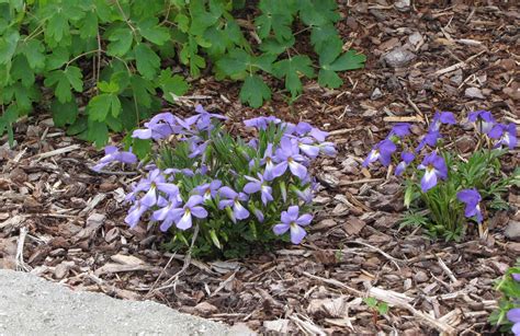 Maybe you would like to learn more about one of these? Plants - North Carolina Native Plant Society