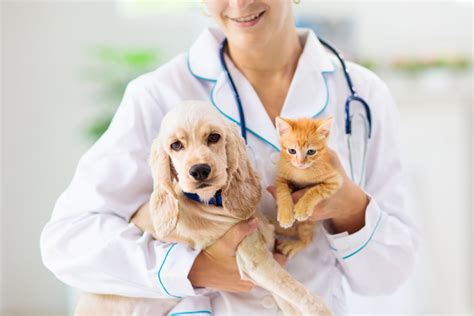 Leczenie farmakologiczne idiopatycznej padaczki u psów i kotów Nowe