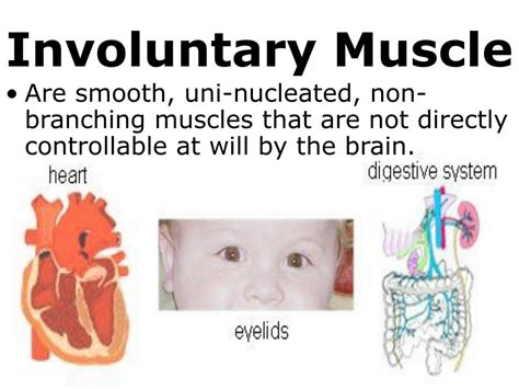 Ppt 7th Grade Unit 5 The Structure And Function Of Body Systems