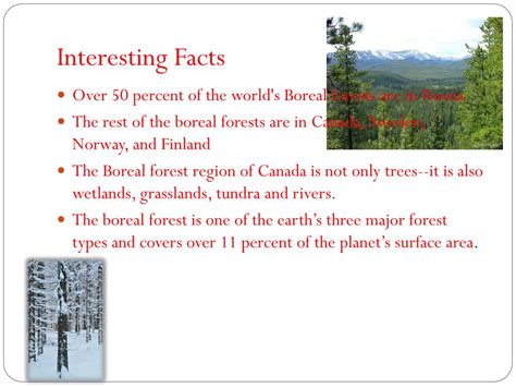 Ppt Boreal Forest Powerpoint Presentation Free Download Id1926987
