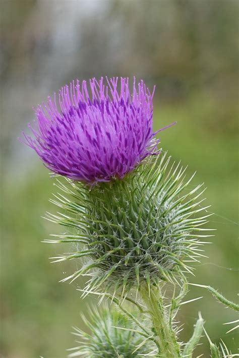 20 Free Scottish Thistle And Scotland Images Pixabay