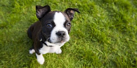 40 Best Medium Sized Dog Breeds List Of Popular Cute Medium Sized