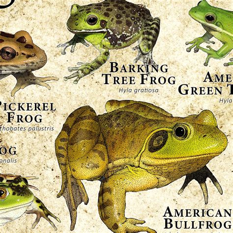 Frogs Of North America Poster Print Etsy American Green Tree Frog