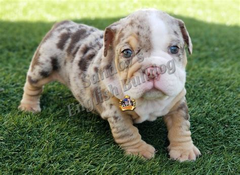 Blue and black tri merle bulldogs for adoption sms/calls. Chocolate Tri Merle Boy 2 English Bulldog Puppy | Welcome ...