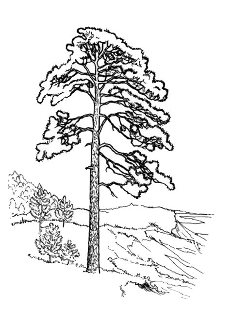 Pine coloring pages to download and print for free