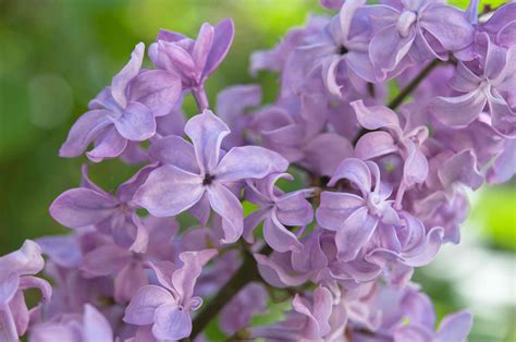 Tips For Growing Common Lilac Syringa Vulgaris In Your Garden