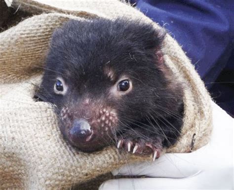 Tasmanische teufel, eine bis zu acht kilo schwere beuteltierart, verschwanden vor rund 3000 jahren vom australischen festland. Tasmanian devils evolve to resist deadly cancer | WSU News ...