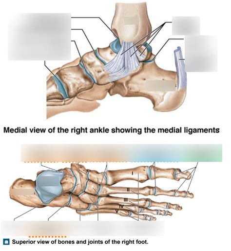 Right Ankle And Foot Joints Medial And Superior Views Diagram Quizlet