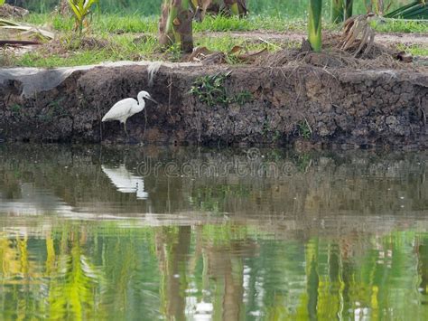 White Great Egret Bird Stalking And Wading For Hunting Fish By Fish