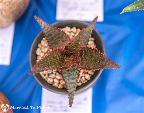Event canceledhundreds of intriguing plants are on view as the cactus and succulent society of america presents its annual show and sale. 2017 San Diego Cactus and Succulent Society Winter Show ...