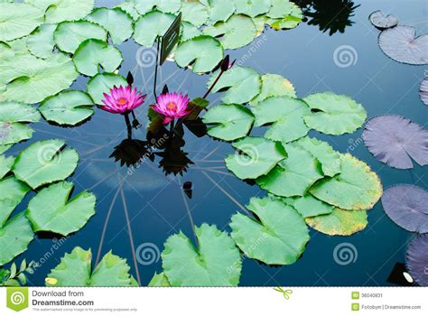 Two Pink Lotus Flowers Or Water Lily Among Green Leaves