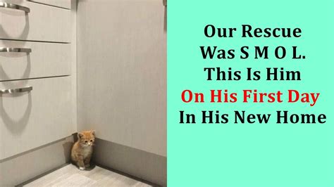 Wholesome Pics Of Adopted Pets That Can Make Your Day As Sweet As