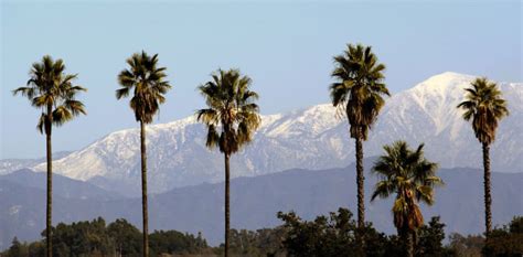 The Incredibly Stunning Palm Trees Of Southern California