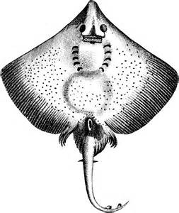 Free Stingray Coloring Pages