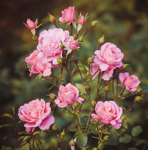 Rose Bush Pink Retro Photograph By Anna Matveeva Pixels
