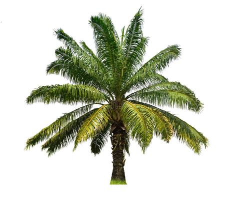 Large Palm Tree Isolated On White Stock Image Image Of Silver High