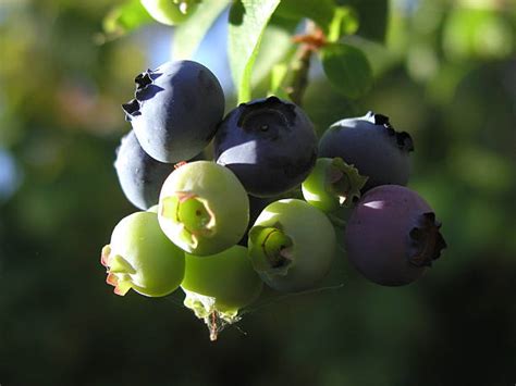 Unripe Blueberry Stock Photos Pictures And Royalty Free Images Istock