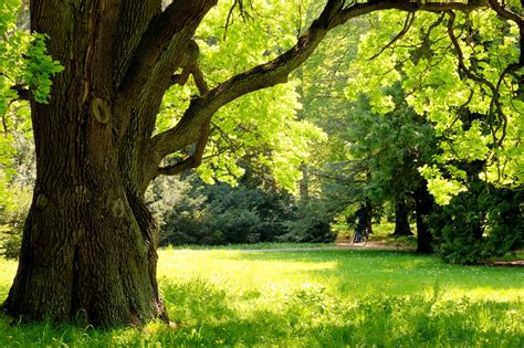 Quercus macrocarpa, a top 100 common tree in north. Bur Oak: Planting and Maintenance | Schulhoff Tree & Lawn ...