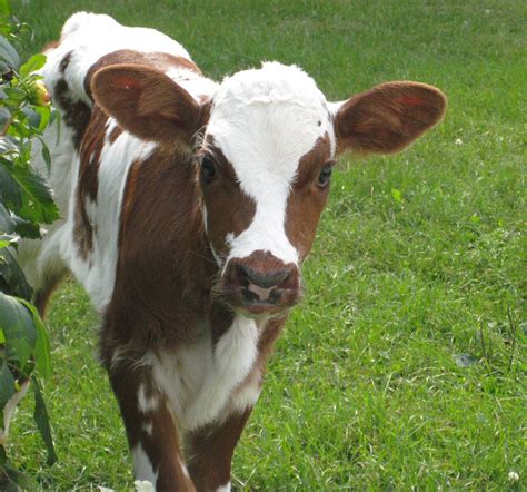 Ayrshire Calf Cute Baby Cow Fluffy Cows Cute Baby Animals