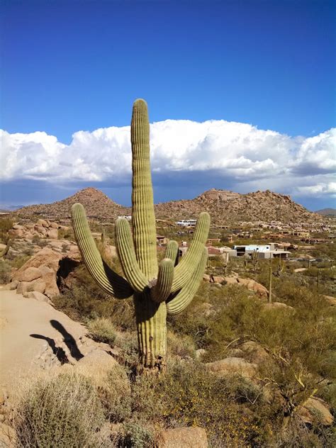 The plant will spawn saguaro fruits on its sides after rainfall. Prairie Rose Publications: Saguaro Cactus: Guardians Of ...