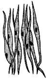 Related posts of smooth muscle diagram. Draw well labelled diagrams of various types of muscles found in human body. - Studyrankersonline