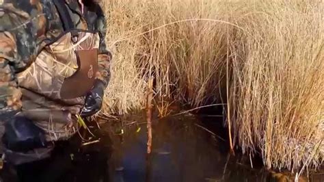 Not only is it taking an active part in wildlife conservation, in my opinion trappers are the ultimate outdoorsmen (and women). Muskrat Trapping made simple. - YouTube