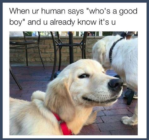 17 Images Guaranteed To Make You Happy Cute Dog Memes
