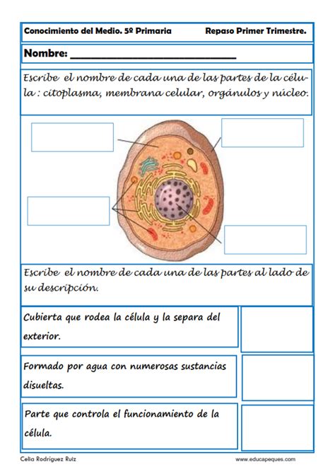 Fichas De Conocimiento Del Medio Sexto De Primaria Sistemas Del Cuerpo