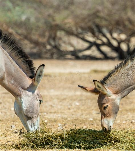 Somali Wild Donkey Equus Africanus In Nature Reserve Near Eilat