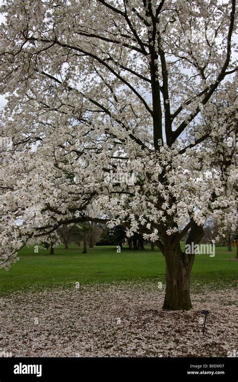 Spring Flowering Trees In Ohio Picture This Photo Contest For July