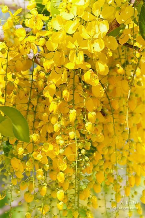 Whether you prefer big and bold or small and subtle, there are many. Pin on Wake up to yellow!